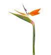 Strelitzia nac x5 tallos - STR
