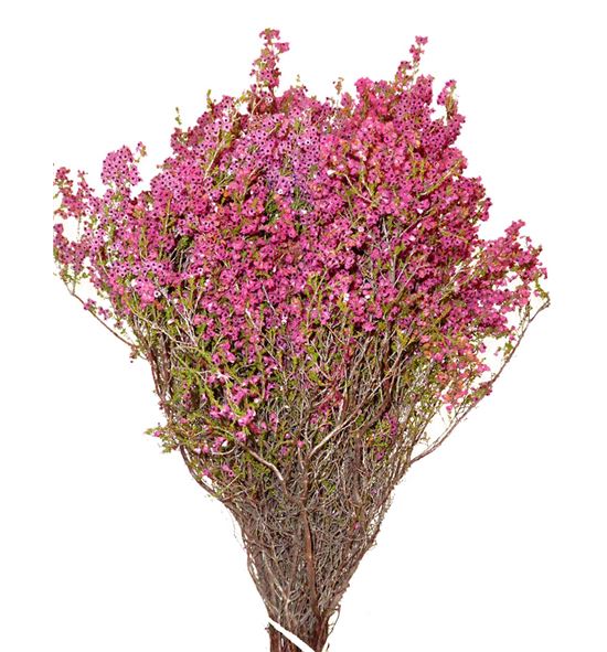 Erica pink 40 - ERIKAPINK