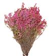 Erica pink 40 - ERIKAPINK