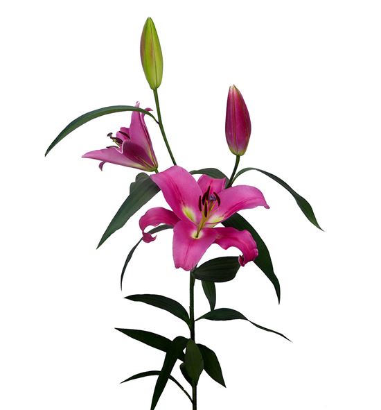 L.o. profundo - LOPRO