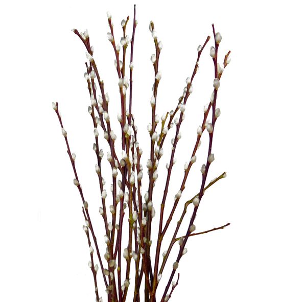 Salix wilgenkatjes 100 - SALWIL