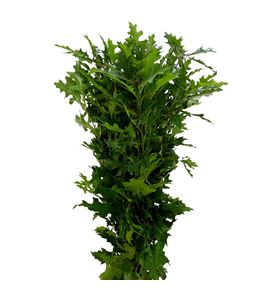 Quercus natural - QUENAT
