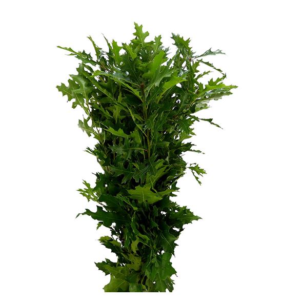 Quercus natural - QUENAT