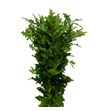 Quercus natural - QUENAT