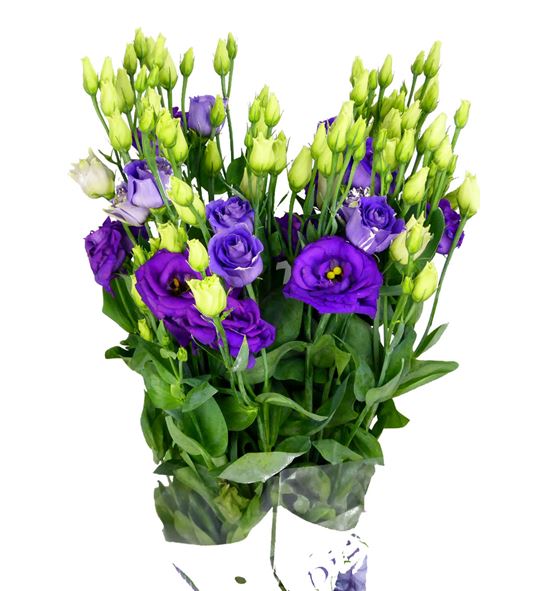 Lisianthus rosita blue 75 - LISROSBLU