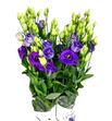 Lisianthus rosita blue 75 - LISROSBLU