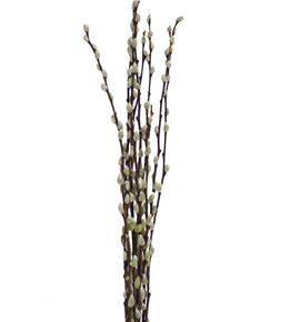 Salix snow flake 70 - SALIXGATE