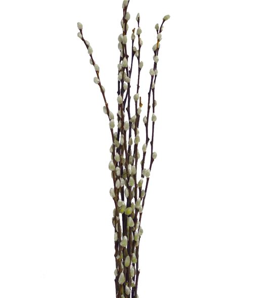 Salix snow flake 70 - SALIXGATE