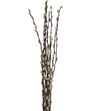 Salix snow flake 70 - SALIXGATE