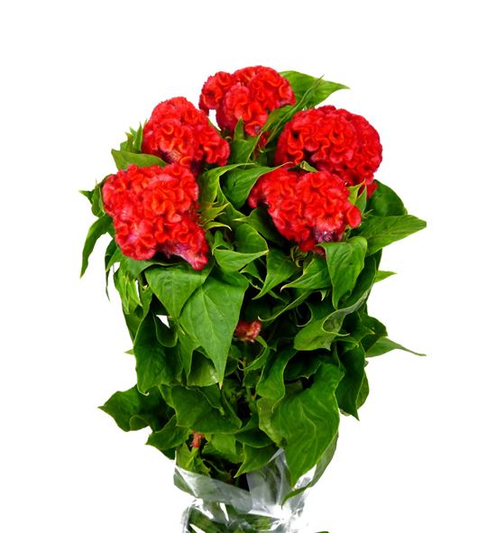 Celosia roja - CELROJ