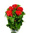 Celosia roja - CELROJ