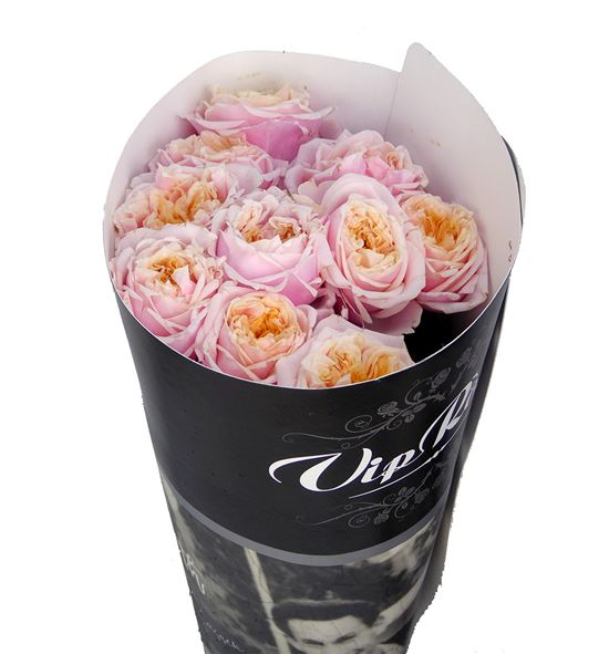 Rosa hol notting hill 70 - RGRNOTHIL