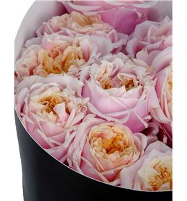 Rosa hol notting hill 70 - RGRNOTHIL