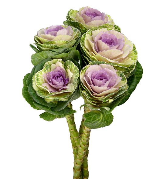 Brassica brane bicolor 60 - BRABRABIC