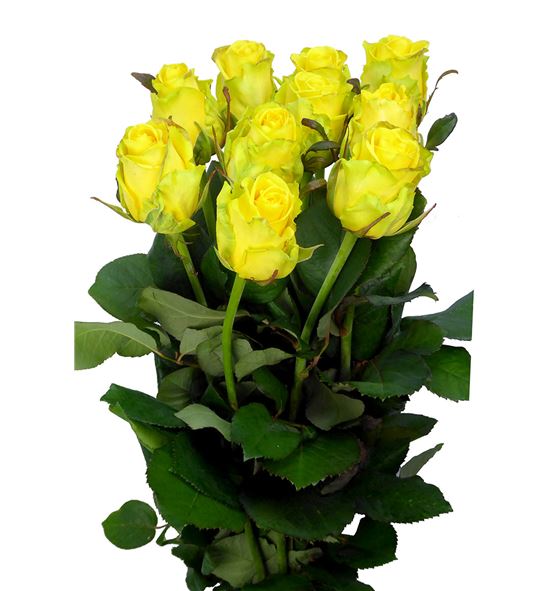 Rosa hol penny lane 60 - RGRPENLAN