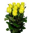 Rosa hol penny lane 60 - RGRPENLAN