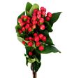 Hypericum coco tango 50 - HYPCOCTAN