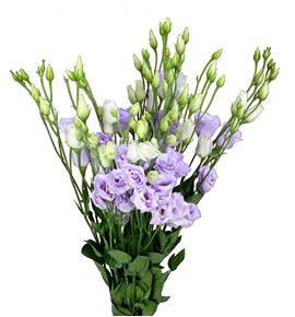 Lisianthus rosita lavander 75 - LISROSLAV