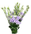 Lisianthus rosita lavander 75 - LISROSLAV