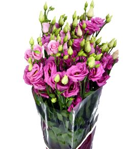 Lisianthus rosita rose 75 - LISROSROS