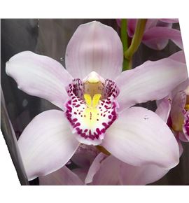 Cymbidium coctail x6 - CYMBCOC2