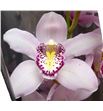 Cymbidium coctail x6 - CYMBCOC2