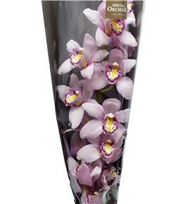 Cymbidium coctail x6 - CYMBCOC2