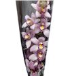 Cymbidium coctail x6 - CYMBCOC