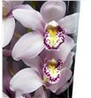 Cymbidium coctail x6 - CYMBCOC1