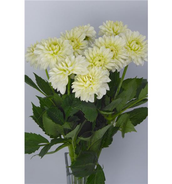 Dahlia white phayenne 45 - DAHWHIPHA