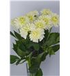 Dahlia white phayenne 45 - DAHWHIPHA