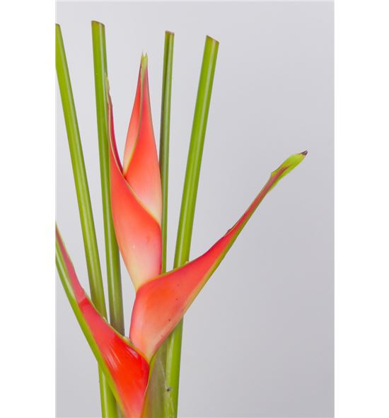 Heliconia sexy scarlet 100 - HELTRO1