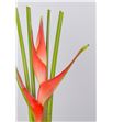Heliconia sexy scarlet 100 - HELTRO1