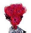 Nutan tintada fucsia 40 x5 - NUTTINFUC