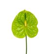 Anth midori x12 - ANTMID