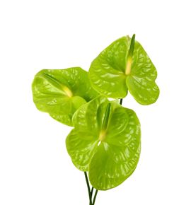 Anth midori x12 - ANTMID