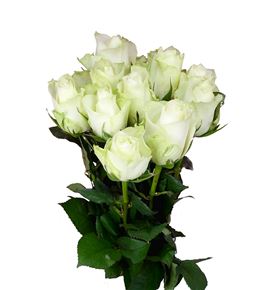 Rosa hol. athena 50 - RGRATH