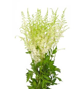 Astilbe ar diamant 60 - ASTDIA