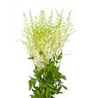 Astilbe ar diamant 60 - ASTDIA
