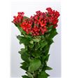 Bouvardia royal ruby red 65 - BOUROYRUBRED