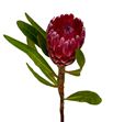 Protea lancelot 40 - PROLAN