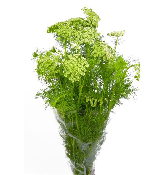 Ammi visnaga 60 - AMIMAJ