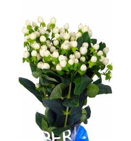 Hypericum coco uno 60 - HYPCOCUNO