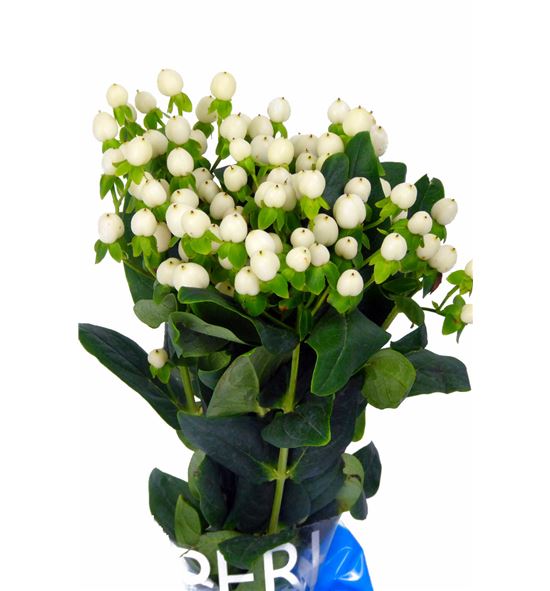 Hypericum coco uno 60 - HYPCOCUNO
