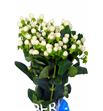 Hypericum coco uno 60 - HYPCOCUNO