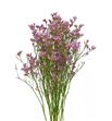 Limonium rosa - LIROS