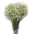 Limonium chino blanco - LIMCHIBLA