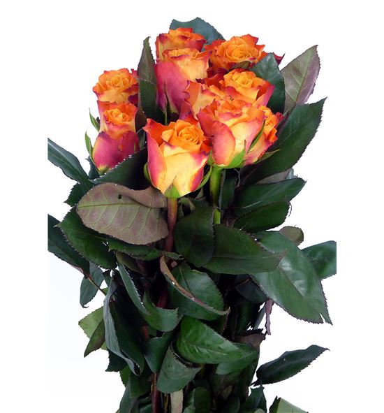 Rosa hol mariyo 50 - RGRMAR