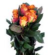 Rosa hol mariyo 50 - RGRMAR