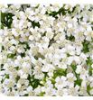 Achilea white beauty 55 - ACHWHIBEA1
